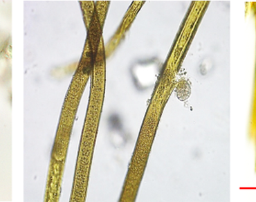 Antioxidant activity, Cyanobacteria, Nuclear magnetic resonance (NMR) spectroscopy, n                     Scytonema sp. HKAR-8, Scytonemin