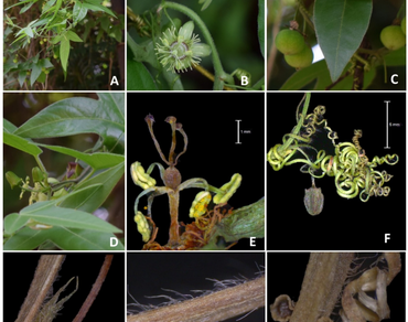 Epitype, Garhwal, Himalaya, Passiflora, Taxonomy