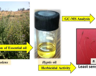 Essential oil, n                     Mesosphaerum suaveolensn                  , Germination, Inhibitory effect, Weed-suppressing activity, Green pesticides