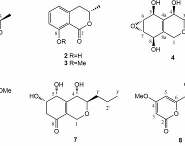 n                     Cardiospermum halicacabumn                  , Endophytic fungi, Secondary metabolites, n                     Xylaria feejeensisn