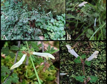 Arunachal Pradesh, Eastern Himalaya, New report, Orobanchaceae, Taxonomy