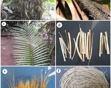 Characterization of new natural cellulosic fiber from Calamus andamanicus Kurz in special reference to its conservation