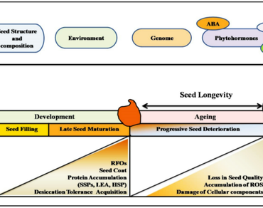 Physiological aspects, Biochemical processes, Molecular mechanisms, Seed longevity, Ageing-related changes