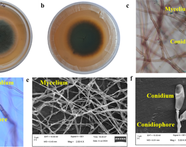Fungi,  Genome, Sequence, Assembly, Annotation