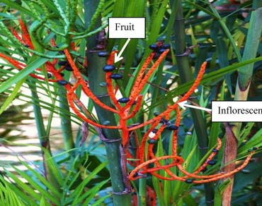 Cancer, n                     Chamaedorea seifriziin                  , Aroma profiling, Fruits