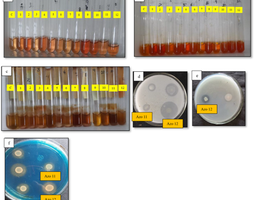 Plant Growth-Promoting rhizobacteria, n                     Azotobacter Chroococcumn                  , n                     Trichoderman                  , Phosphate solubilization, Siderophore production, Sustainable agriculture