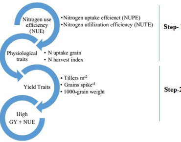 Wheat, Nitrogen use efficiency, Correlation, Path analysis, Traits association
