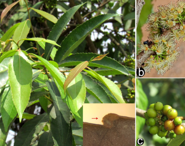 n                     Xylosma longifolian                  , Ethnobotany, Phytochemical, Natural antioxidant, Microscopic features