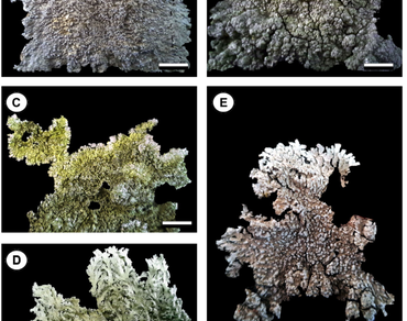Lichen, Physcioid lichen, Subtropical-temperate Himalayan habitats, n                     Dirinarian                  , n                     Pyxinen