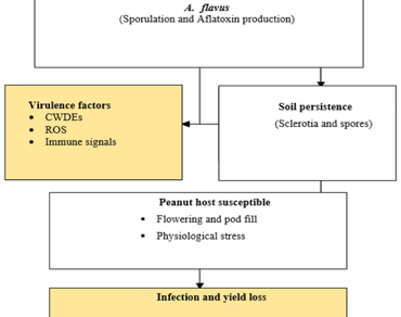 n                     A. flavusn                  , Aflatoxin resistance, Epigenetics, Genomics, Peanut