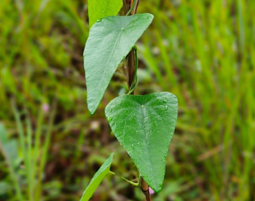 Chromosomal aberrations, n                     Diaporthe phaseolorumn                  , SKOV-3 cell lines, Endophytic fungi, n                     Cyclea peltatan