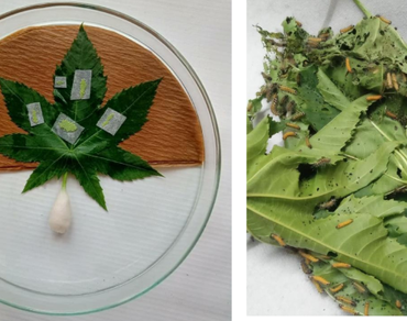 Bihar hairy caterpillar, Insecticide toxicity, Lethal concentration, Lethal time, Relative toxicity