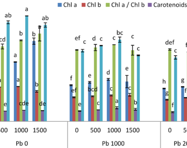 Algae extract, Antioxidant enzymes, Ascorbic acid, Lead stress, α-Tocopherol, Wheat