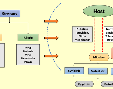 Metagenomics, Medicinal and aromatic plants, Plant secondary metabolism, Secondary metabolites, Phytomicrobiome, Omics, Physiological activities