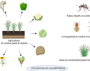 Microbial degradation, Optimization, Consortia, Plant growth promotion