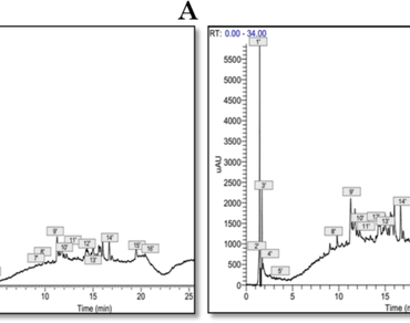 n                     Smilax asperan                  , n                     Atractylis humilisn                  , Antioxidant and antimicrobial activities