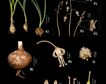 Andhra Pradesh, Asparagaceae, n                     Drimian                  , Endemic taxon, New distributional record