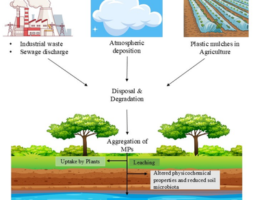 Microplastics, Transcriptomic profiling, Differential gene expressions, Soil health, Tropic transfer