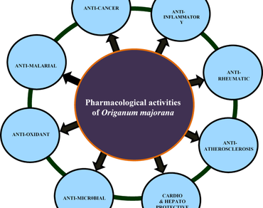 Genetic fidelity, Indirect regeneration, Marjoram, Multipurpose plant, Polymerase chain reaction