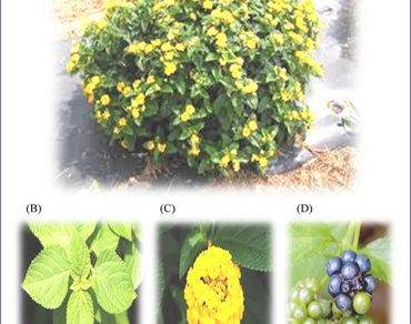Lantana, Essential oil, β-caryophyllene, Seasons, Hydrocarbon sesquiterpenes