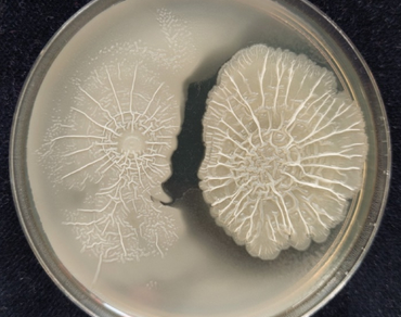n                     Bacillusn                  , n                     Gliricidia sepiumn                  , Nutrient content, Vegetative growth