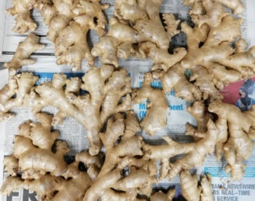 n                     Zingiber officinalen                  , Zingiberaceae, Bentong ginger, Phenolic compounds, 10-Gingerol, Farnesal