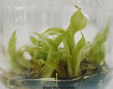 Ammonium nitrate, Banana, Micropropagation, MS medium, Nitrogen