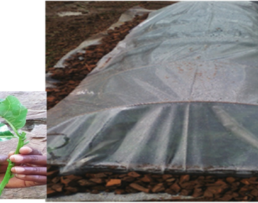 Rooting hormone, Rooting media, Propagation