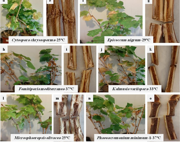 GTDs, Esca, White rot, Disease severity, Climate change