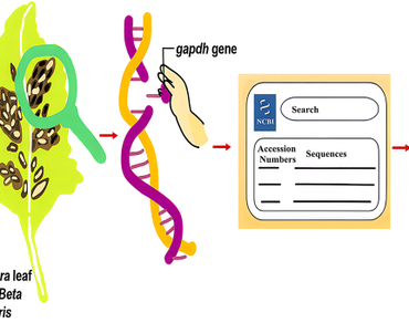 In silico analysis, Evolutionary genetics, Genetic diversity, Neutrality test, Haplotype, Tajima D