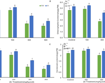 n                     Rhizophagus irregularisn                  , Arbuscular mycorrhizal fungi, n                     Triticum aestivumn                  , Zn toxicity, Nutrient uptake
