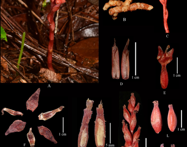Khasi hills, Mycoheterotroph, Orchid, Recollection