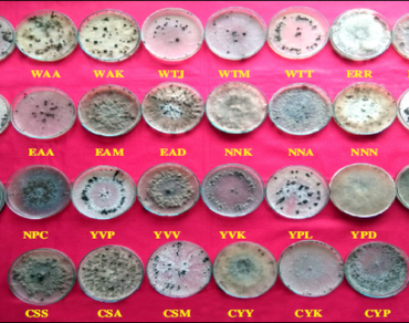 n                     Rhizoctonia solanin                  , Variability, Anastomosis groups, Sclerotia
