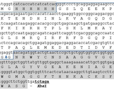 Bacteriocin, Enterocin E-760, Food preservation, n                     Pichia pastoris X33, SUMO-3 protein