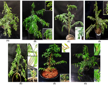 Taxus wallichiana, Abiotic stresses, Histochemical assays, Cell membrane integrity, ROS