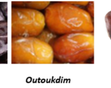 Date variety, Pomology, Biochemistry, Mineral composition, Oasis climate