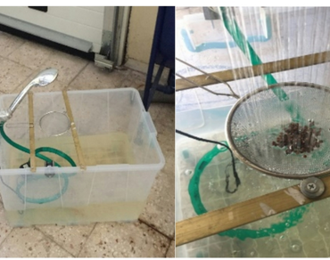 Revitalizing spinach (Spinacia oleracea L.) seed germination through steeping and mechanical seed coat abrasion