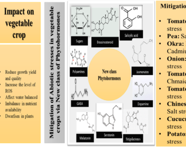 Phytohormones, Drought stress, Melatonin, Neurotransmitters, Vegetables