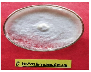 Mushroom cultivation, n                     P. membranaceusn                  , Wheat straw, Maize straw, Biological efficiency