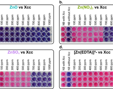 Zinc-based nutritional antimicrobials as a dual-action strategy against Xanthomonas citri in Citrus limon 