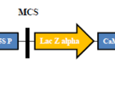 Cotyledon, Eggplant, PMI gene, β-glucuronidase, Chlorophenol red assay