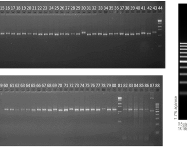 Fungal endophytes, Morphotypes, Species richness, Colonization frequency