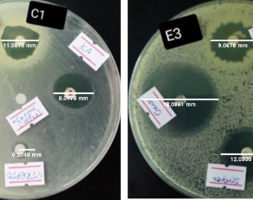 Antibacterial activity, Crude ethanol extract, Disc diffusion, Medicinal plant, Phytochemical screening, n                     Vernonia auriculiferan