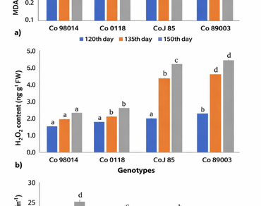 Aquaporins, Water stress, Antioxidant activity, PIPs, Formative growth stage