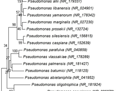 Alleviation, Climate change, Drought, Polyethylene glycol, Rhizobacteria