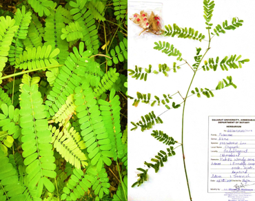 n                     Abrus precatoriusn                  , Genetic diversity, ISSR, Dendrogram