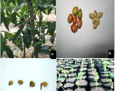 Preliminary observations on macro-propagation of Brucea mollis Wall. ex Kurz., an endangered species of northeast India