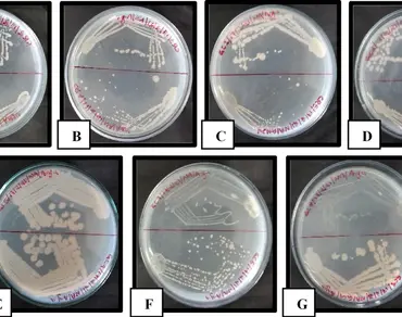 Production and characterization of polyhydroxyalkanoates from seaweed associated bacteria