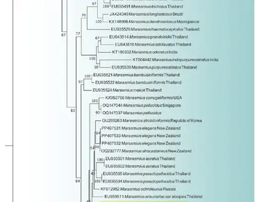 Uttarakhand, New record, nrITS, Taxonomy, Phylogeny