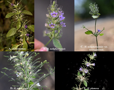 Andrographideae, Spiny bottlebrush, Endemic, Morpho-anatomy, Taxonomic delimitations